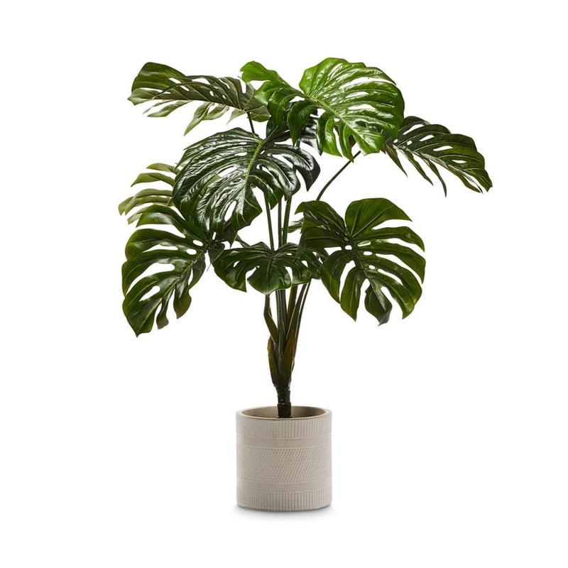 Monstera Potted Plant  90cm