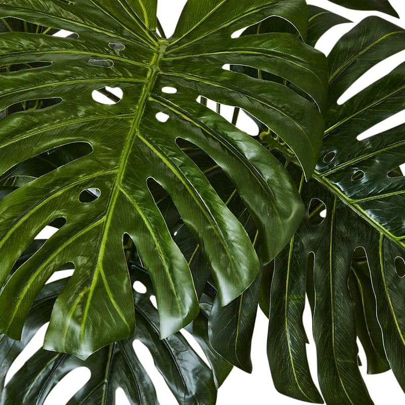 Monstera Potted Plant  90cm