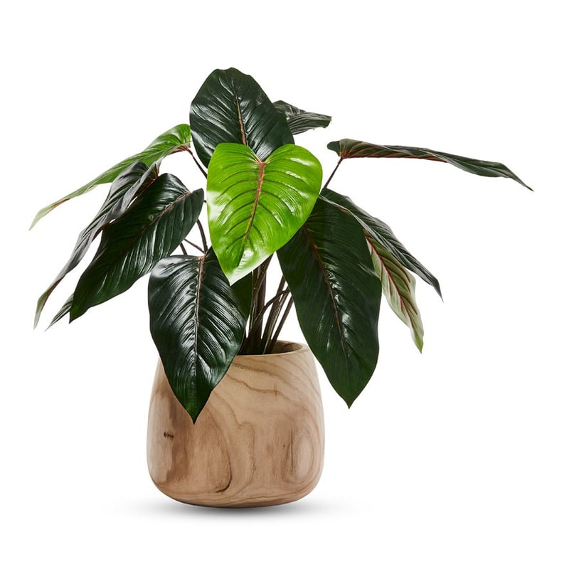 Red Philodendron Potted Plant 60cm 