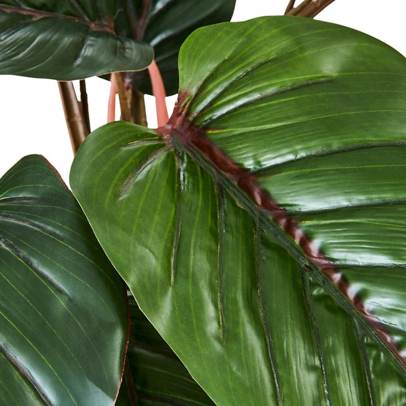 Red Philodendron Potted Plant 60cm 