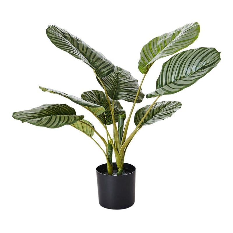 Calathea Potted Plant 60cm