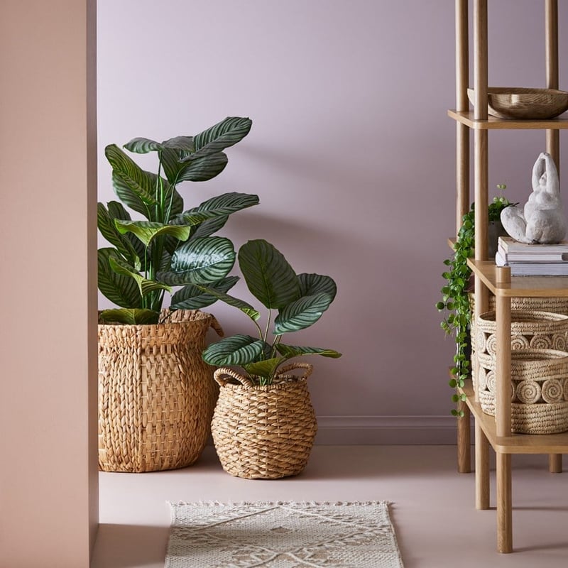 Calathea Potted Plant 60cm