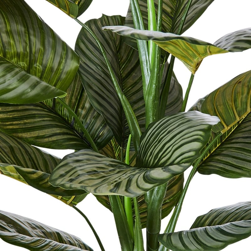 Calathea Potted Plant 120cm