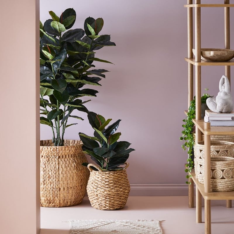 Rubber Fig Potted Plant 65cm 