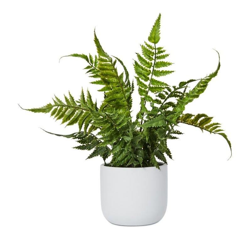 Lennox White & Green Fishbone Potted Fern