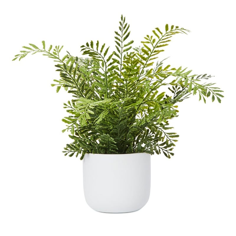 Lennox White & Green Potted Lattice Fern