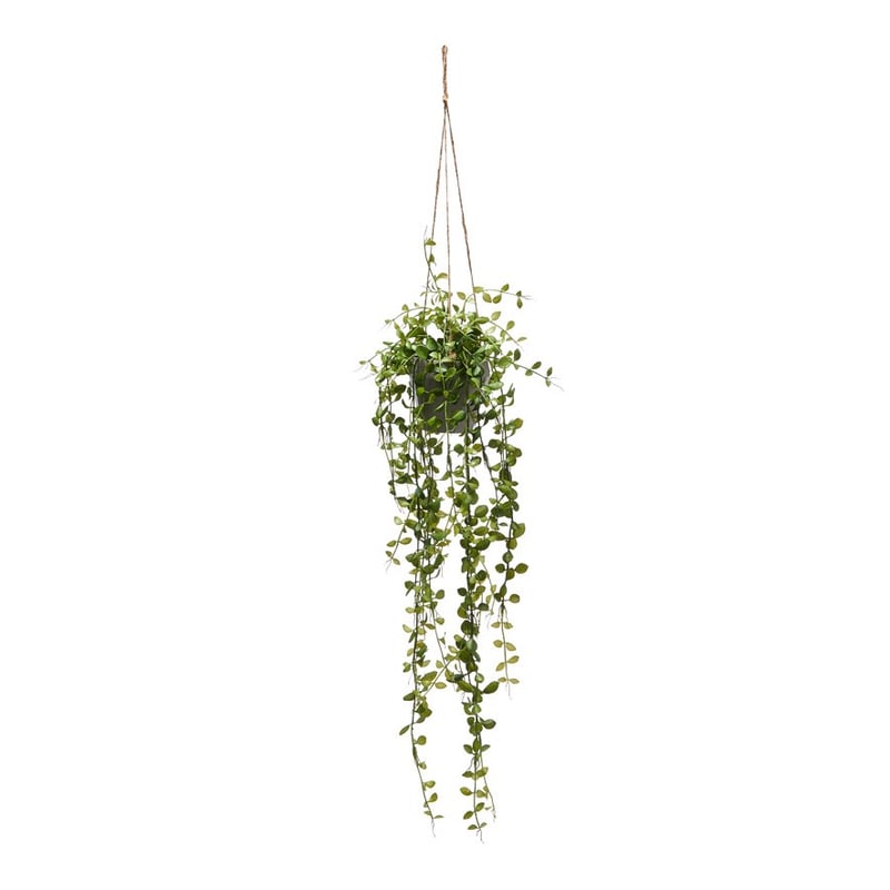 Ashton Hanging Small Coin Fern Green Plant