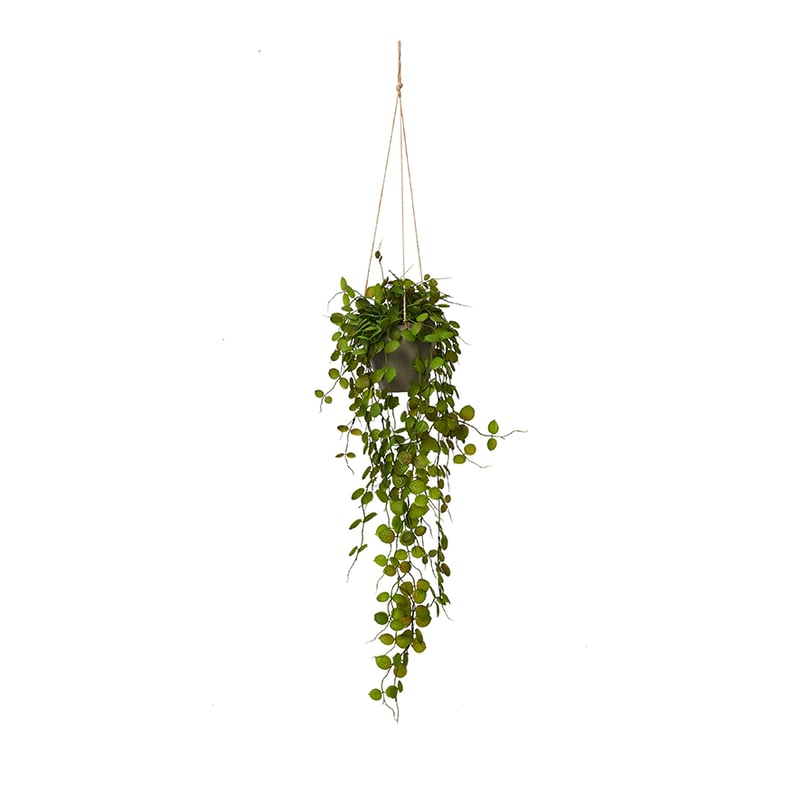 Ashton Hanging Plant Coin Leaves