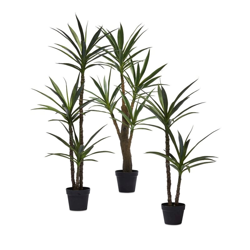 Heneken Potted Plant 110cm