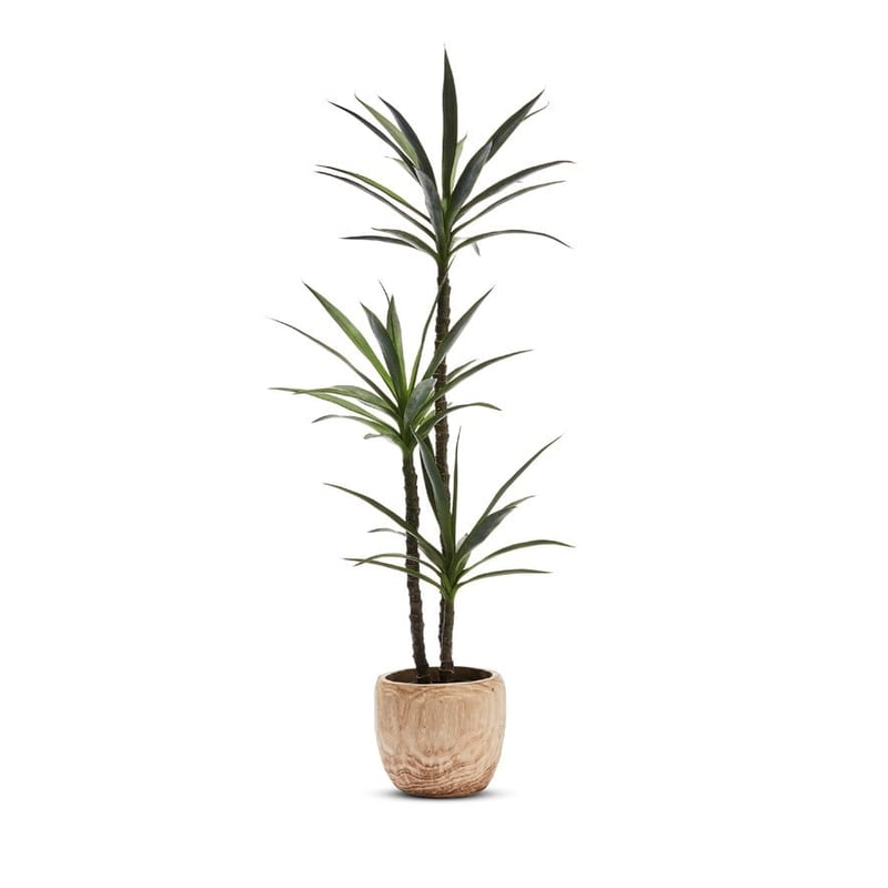Heneken Potted Plant 150cm
