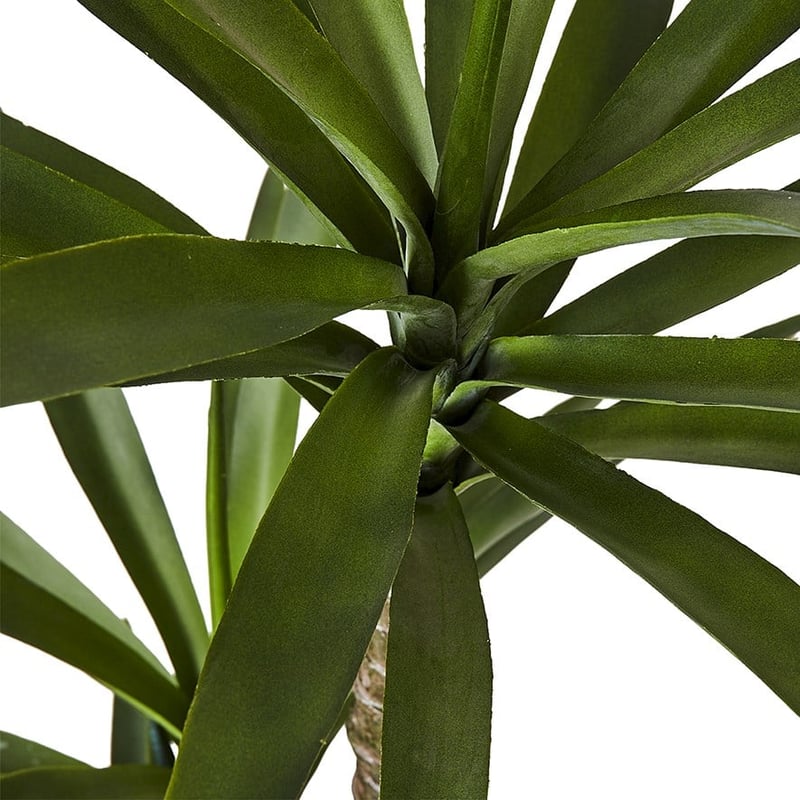 Heneken Potted Plant 150cm