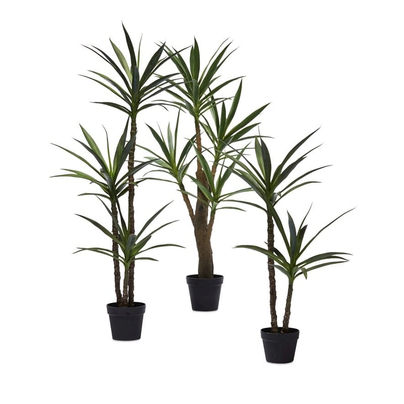 Heneken Potted Plant 150cm
