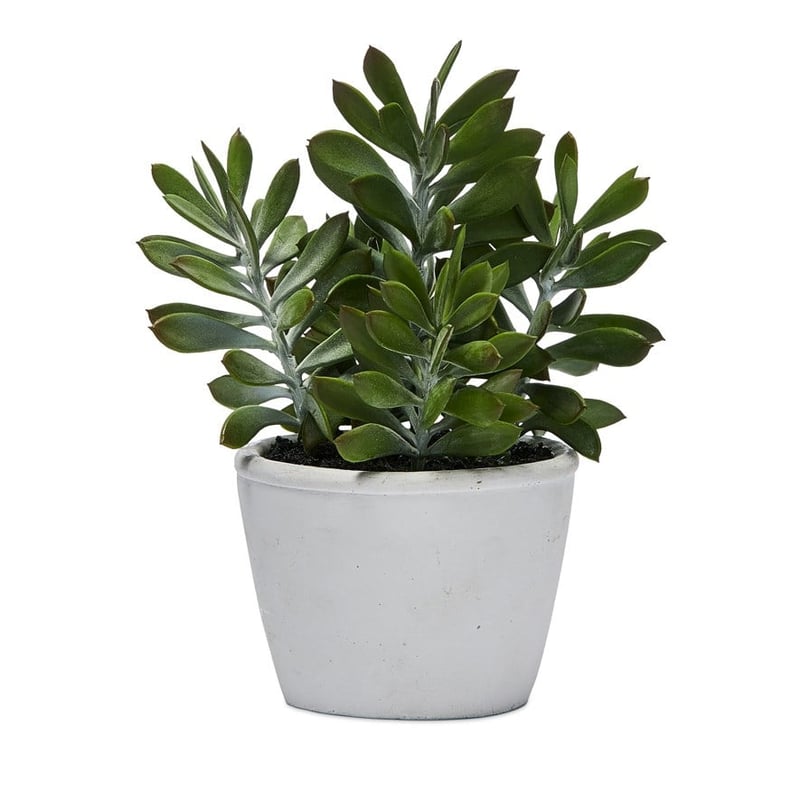 Toledo Green Succulent Plant