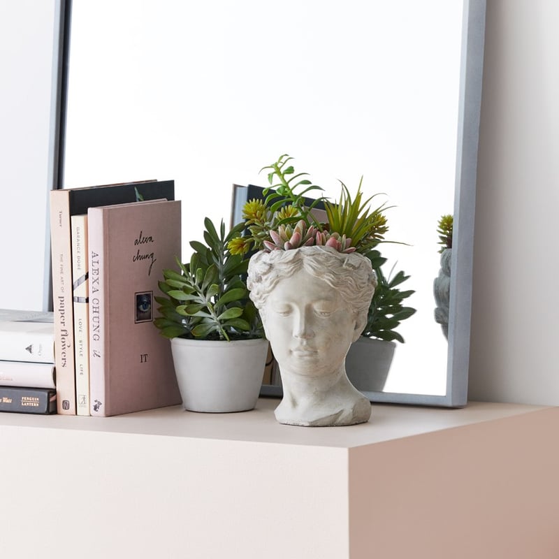 Toledo Green Succulent Plant