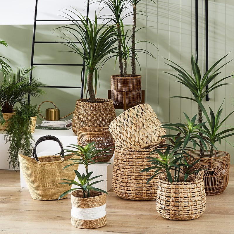 Yucca Large Evergreen Plant