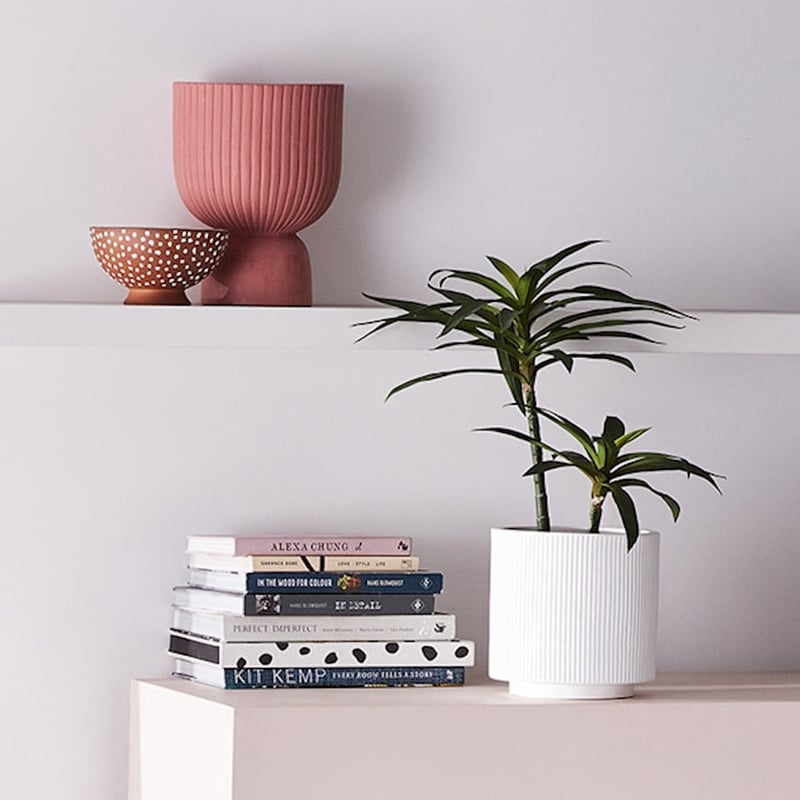 Yucca Small Evergreen Plant