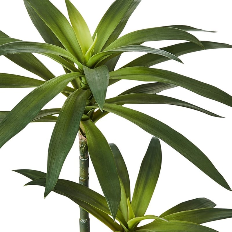 Yucca Small Evergreen Plant