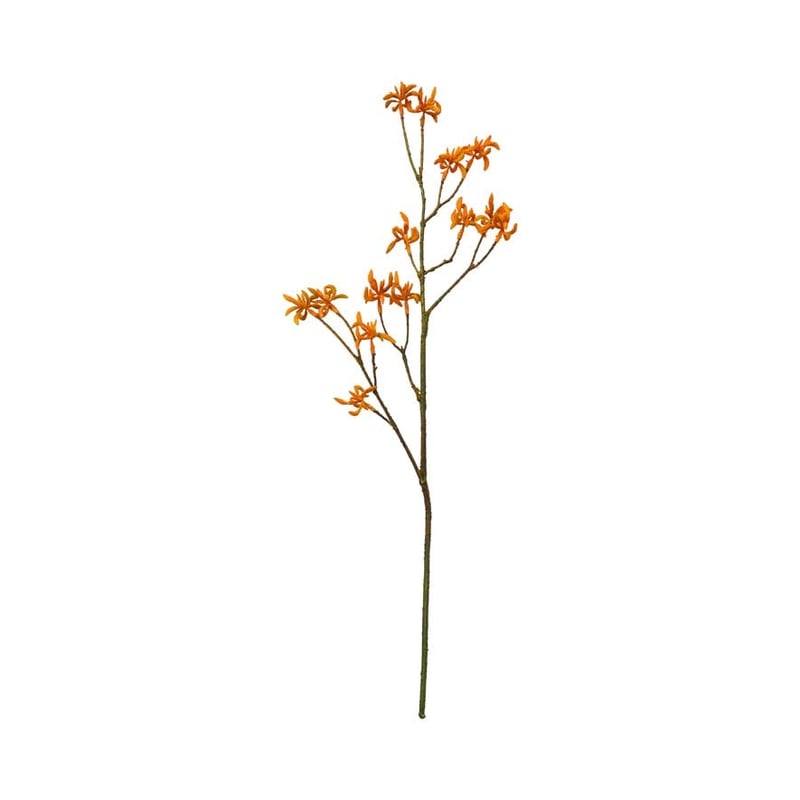 Native Stem Orange Kangaroo Paw  