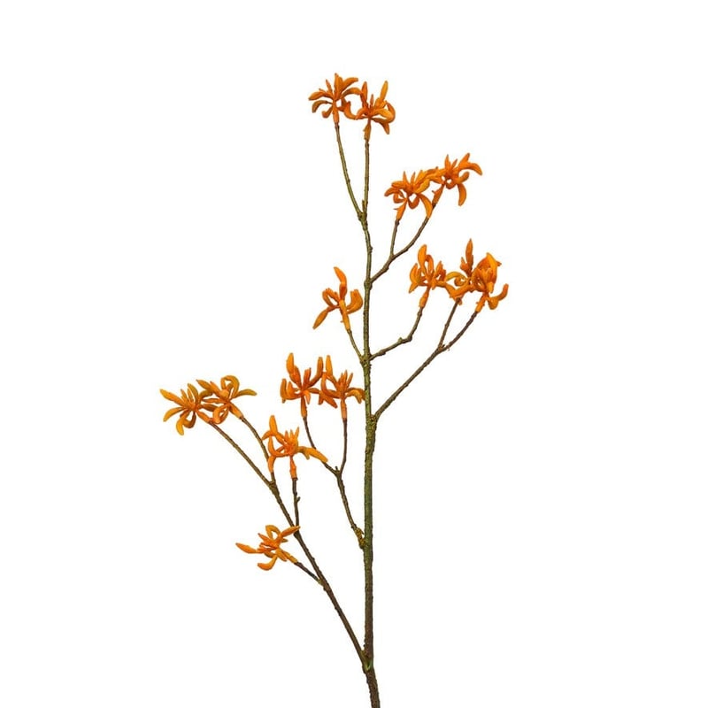 Native Stem Orange Kangaroo Paw  