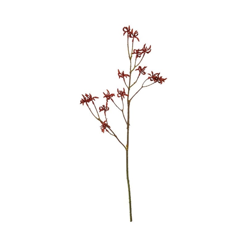 Native Stem Red Kangaroo Paw  