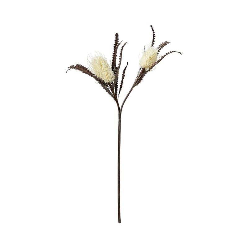 Native Cream Banksia Stem 