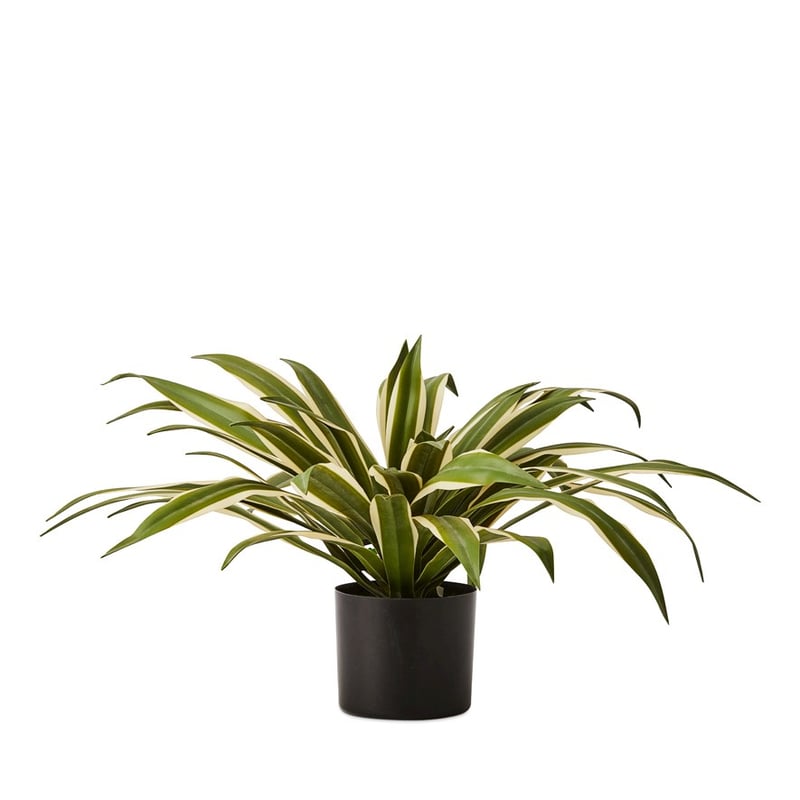 Variegated Green Agave Plant 