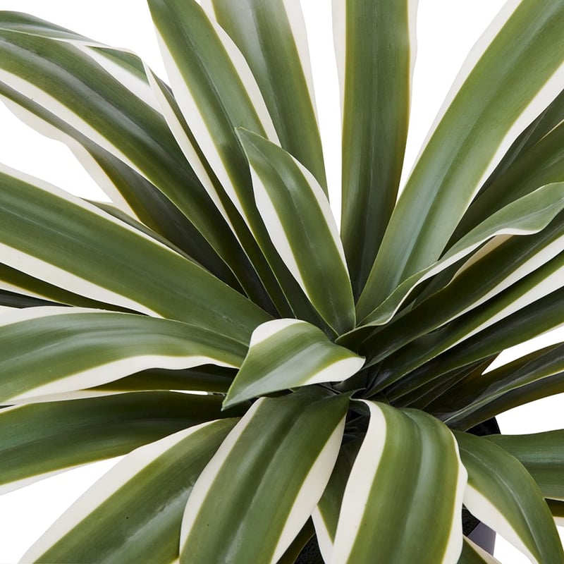 Variegated Green Agave Plant 