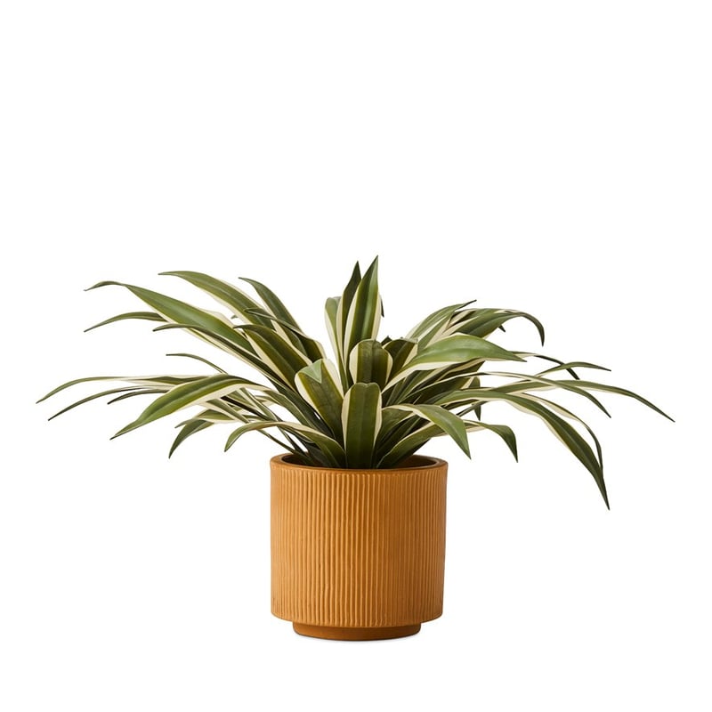 Variegated Green Agave Plant 