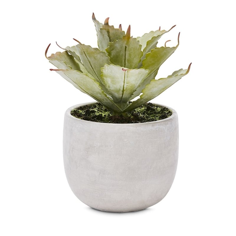 Gio Spikey Silver Green Succulent Garden