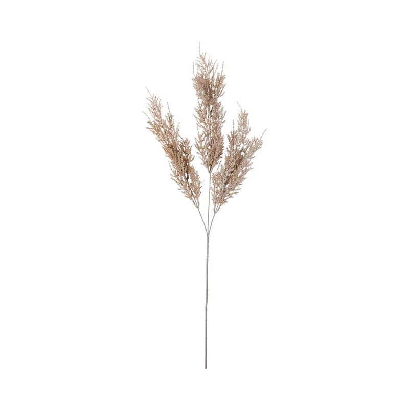Winter Brown Cypress Stem
