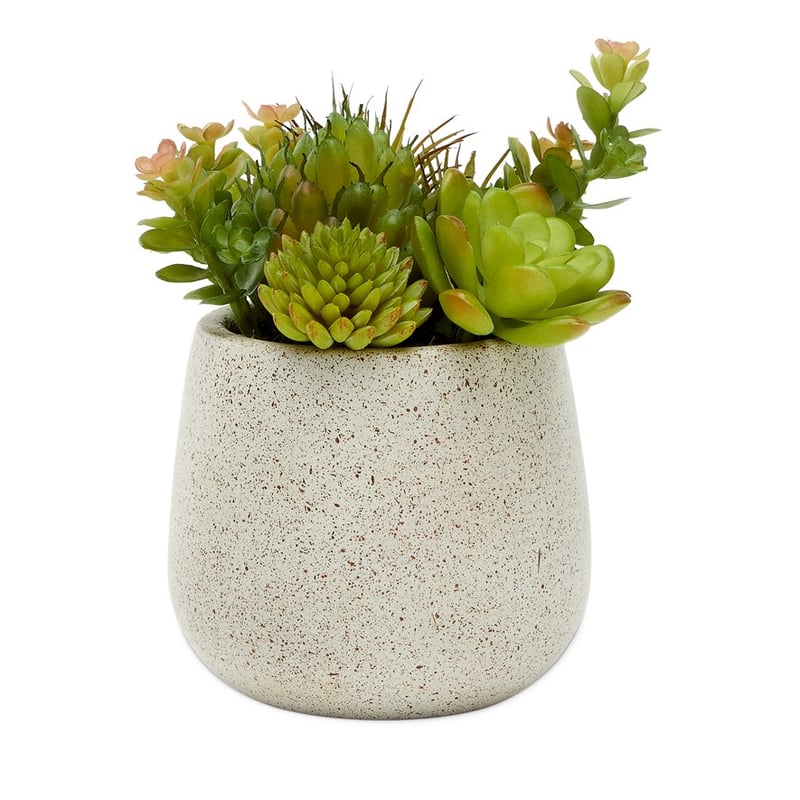 Henan Green Succulent Small Garden 