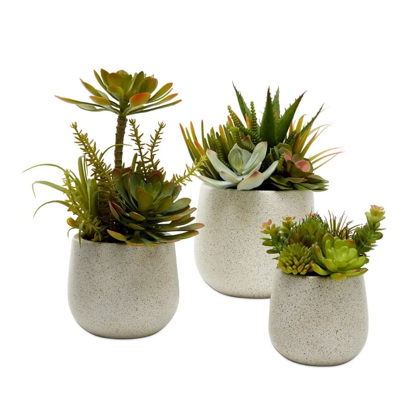 Henan Green Succulent Small Garden 