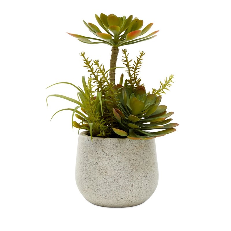 Henan Green Succulent Tall Garden 