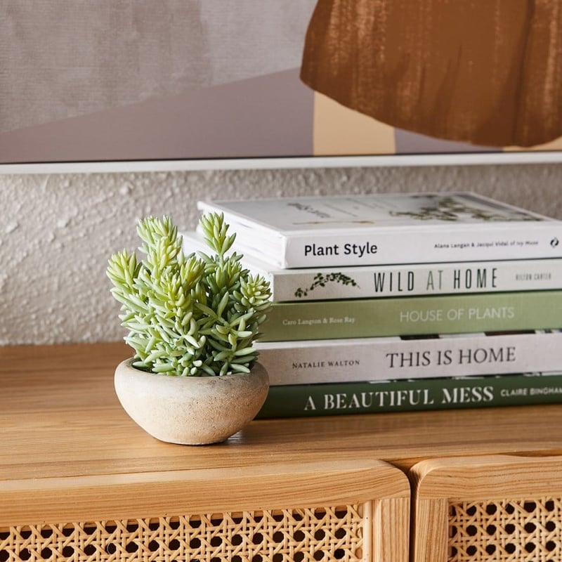 Laos Green Spikey Succulent