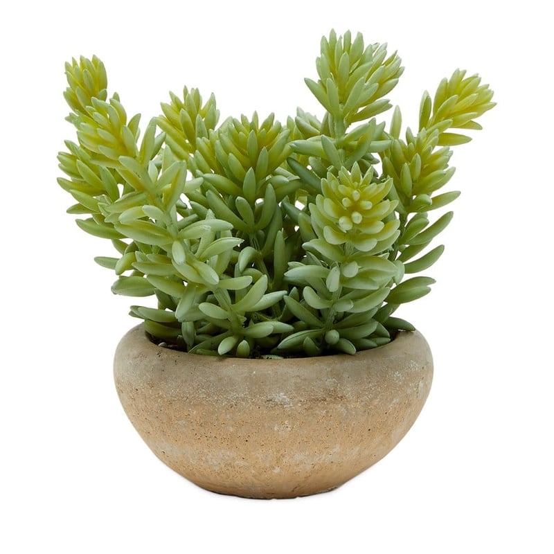 Laos Green Spikey Succulent