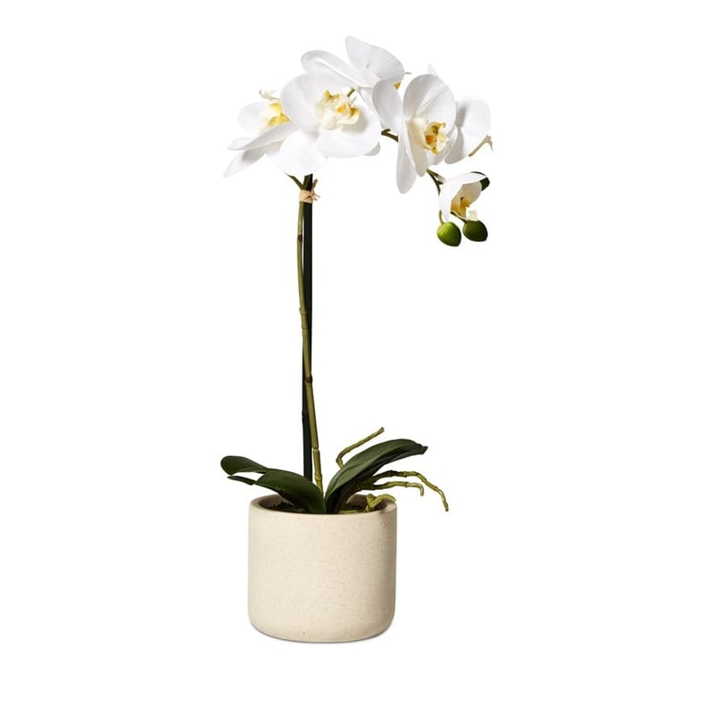 White Orchids