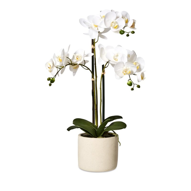 White Orchids