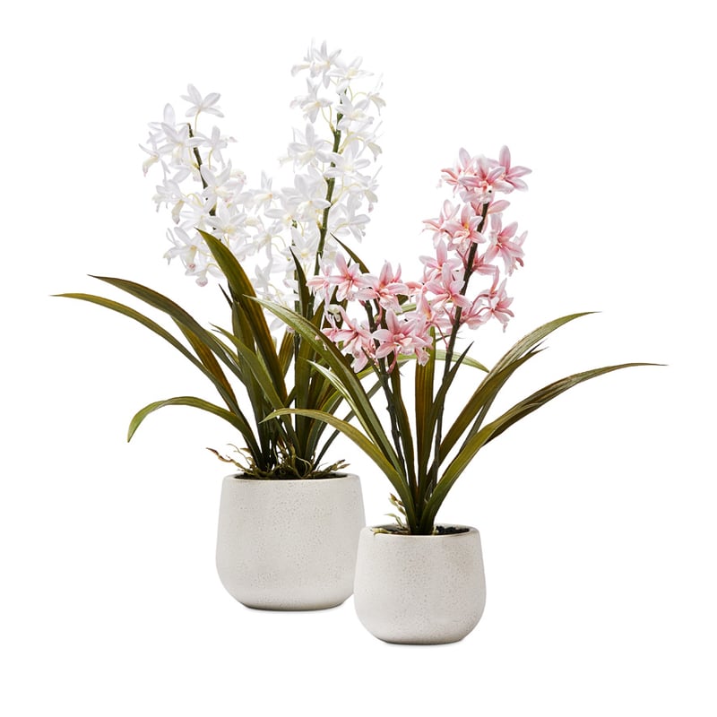 Cymbidium White 3 Stem Potted Orchid