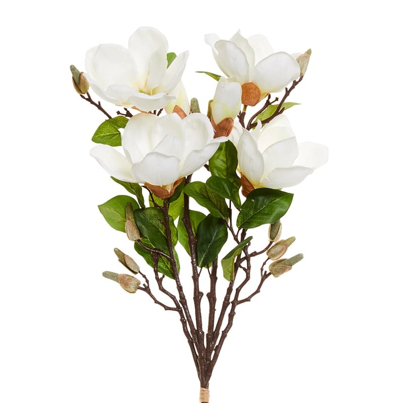 Spring Stems Magnolia Flower White