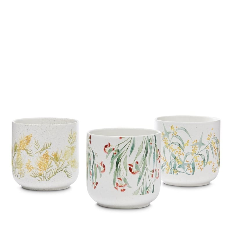 Australian Wild Flowers Wattle Pot 