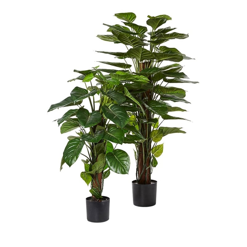 Pothos 120cm Potted Plant