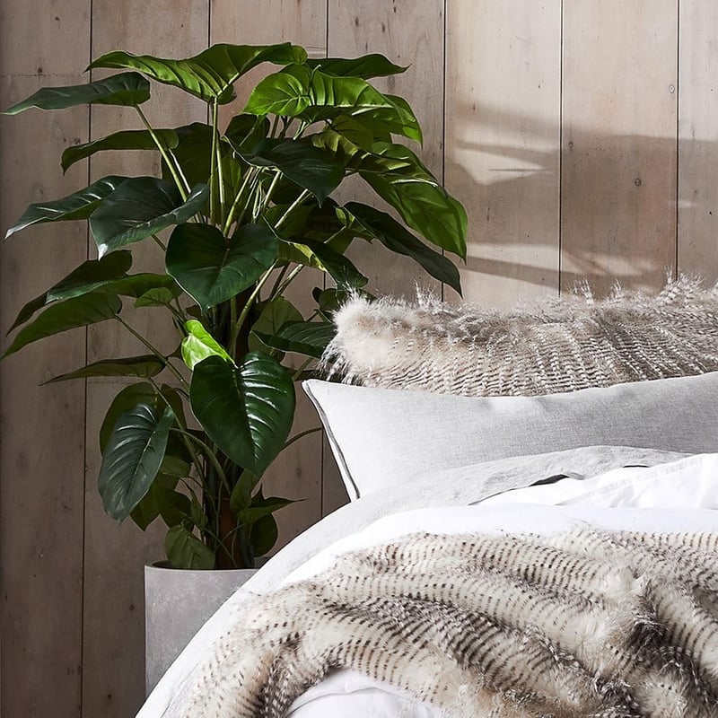 Pothos 120cm Potted Plant