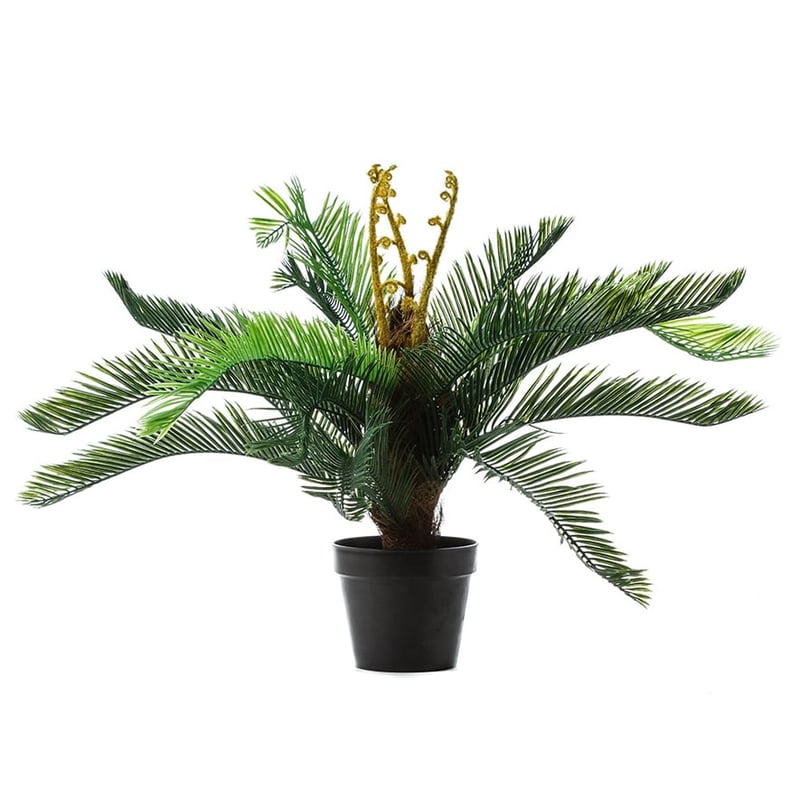 Spikey Fern Potted Plant