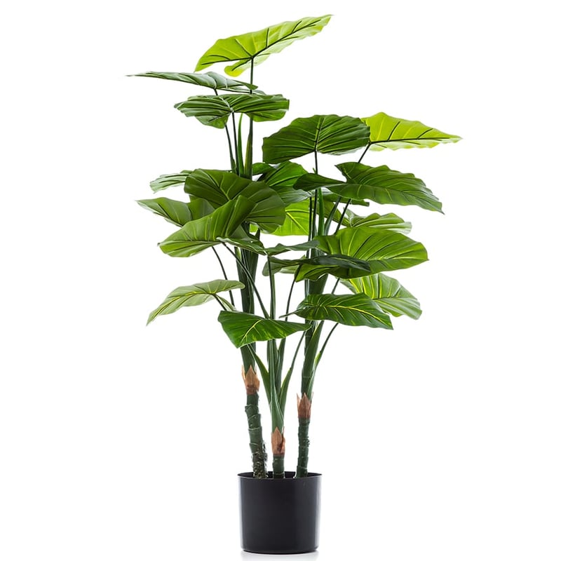 Taro Potted Plant