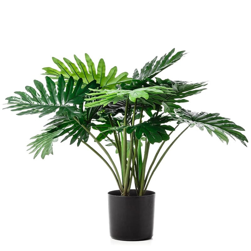 Double Philodendroen Potted Plant