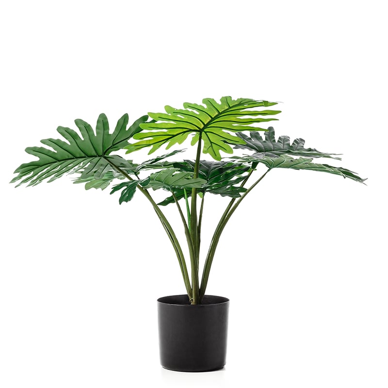 Single Philodendroen Potted Plant