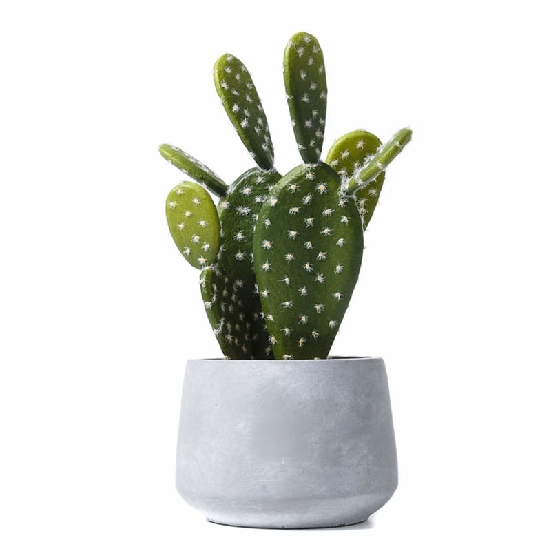 Pear Cactus in Concrete Pot