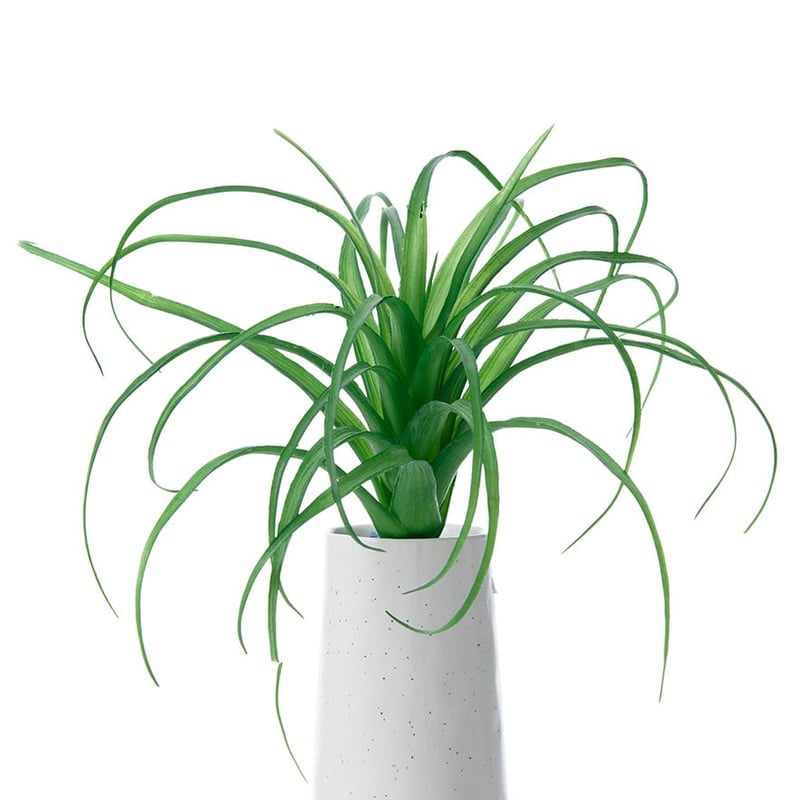 Air Plant Stem