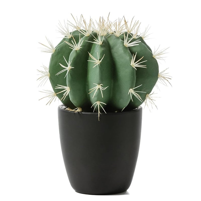 Cactii Collection Ball Cactus in Pot