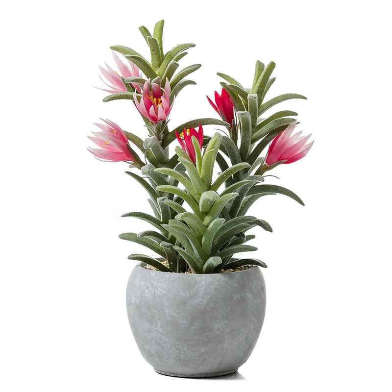 Cactii Collection Flowering Succulent in Pot
